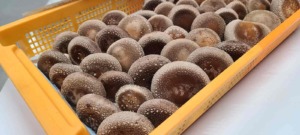 栄ガーデンの生椎茸